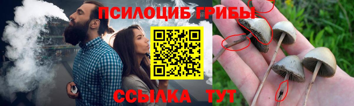 Галлюциногенные грибы Cubensis Камень-на-Оби